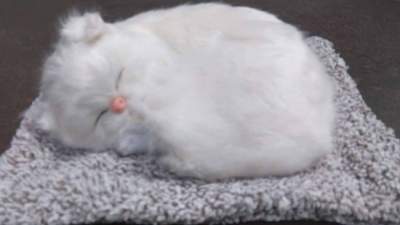 Sleeping pure white cat for car dashboard accessory / Car Dashboard toys