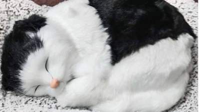 Sleeping black and white cat for car dashboard accessory / Car Dashboard toys