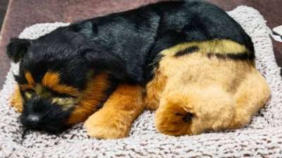 Sleeping dog  black and brown for car dashboard accessory / Car Dashboard toys