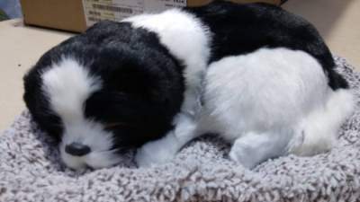 Sleeping dog  black and white for car dashboard accessory / Car Dashboard toys