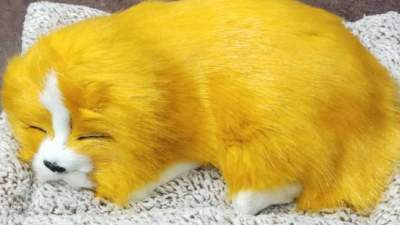 Sleeping dog  golden yellow for car dashboard accessory / Car Dashboard toys